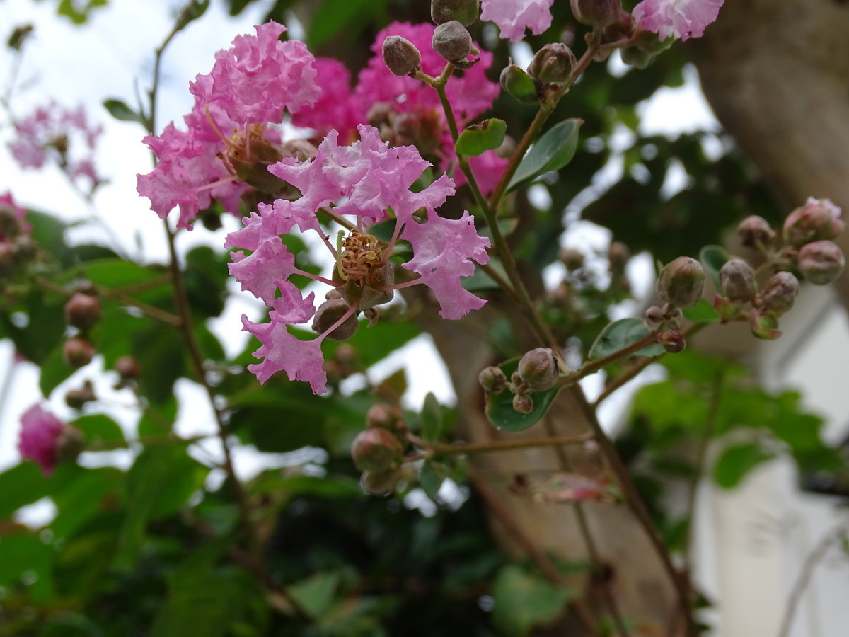 f:id:mt1-11-29:20210908112809j:plain