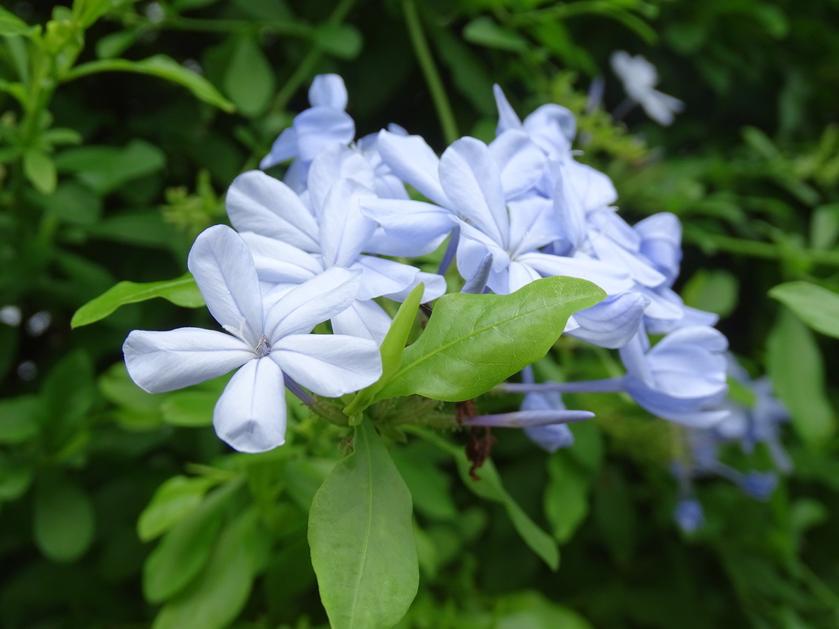 f:id:mt1-11-29:20210908112918j:plain