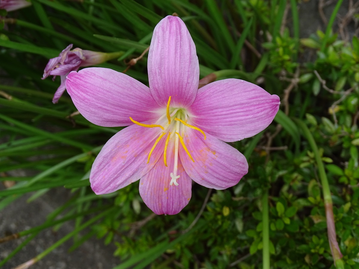 f:id:mt1-11-29:20210908112948j:plain