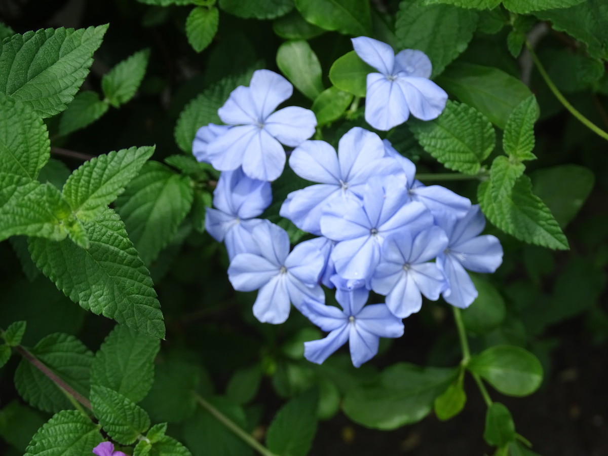 f:id:mt1-11-29:20210908113017j:plain
