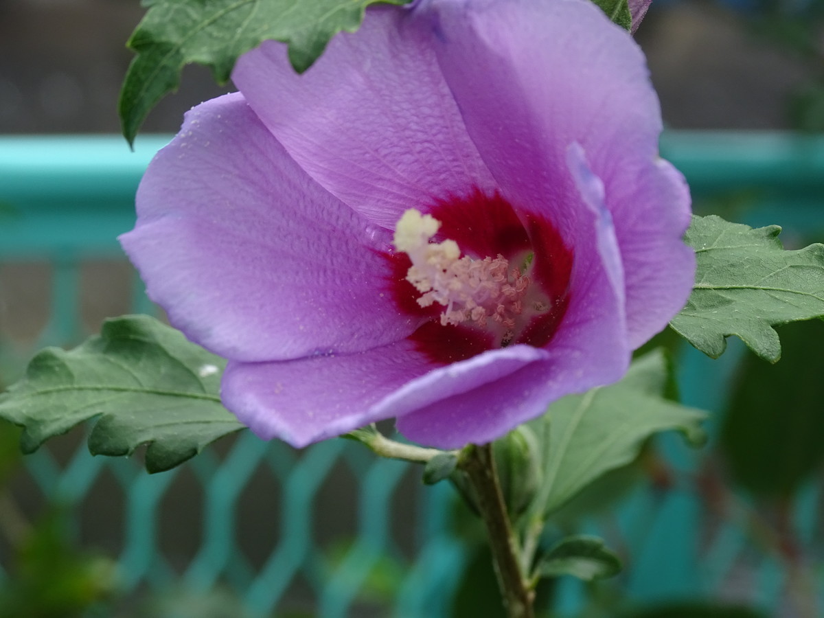 f:id:mt1-11-29:20210908113232j:plain