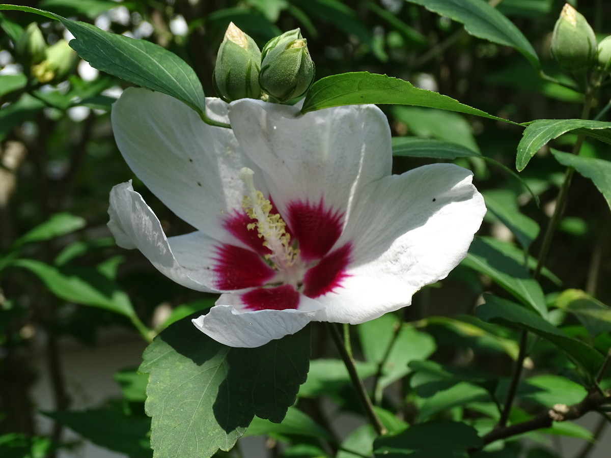 f:id:mt1-11-29:20210919093726j:plain