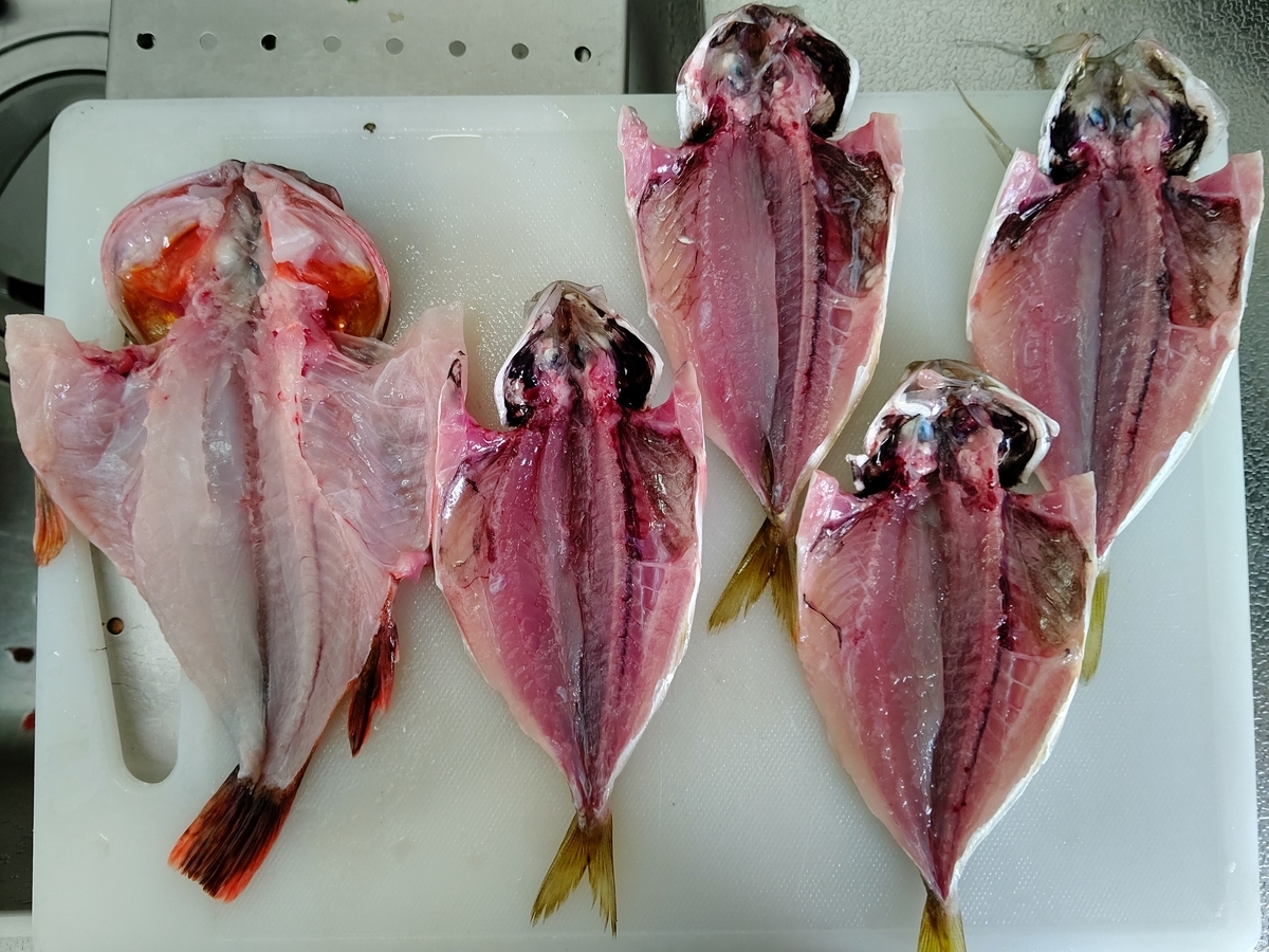 広島の釣り アジング その2 Tとmの釣り日記 広島の釣り アジング その2 Tとmの釣り日記
