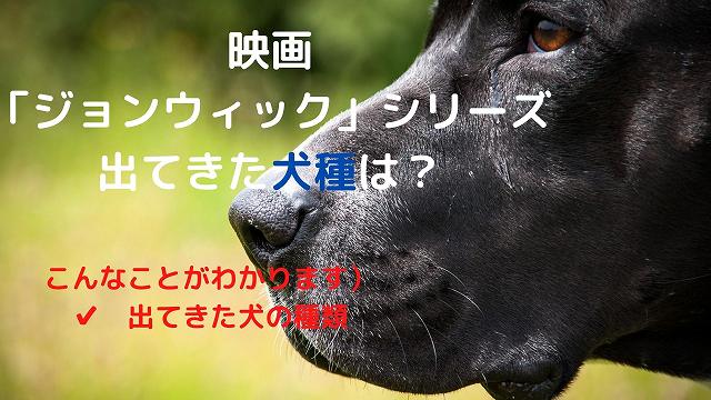 映画「ジョンウィック」シリーズに出てきた犬種は何？