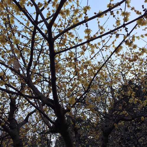 f:id:mtautumn:20170108230620j:plain