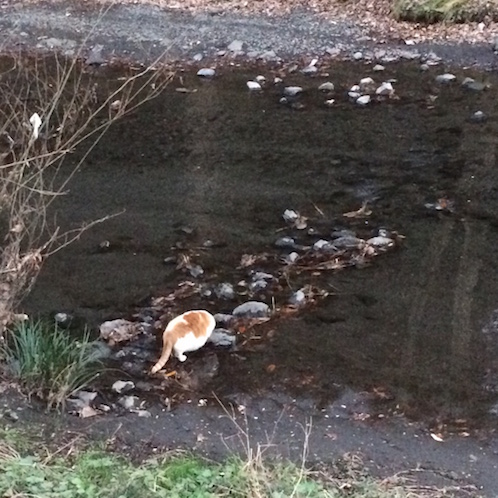 f:id:mtautumn:20170108230707j:plain