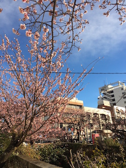 f:id:mtautumn:20170115232109j:plain f:id:mtautumn:20170115232109j:plain