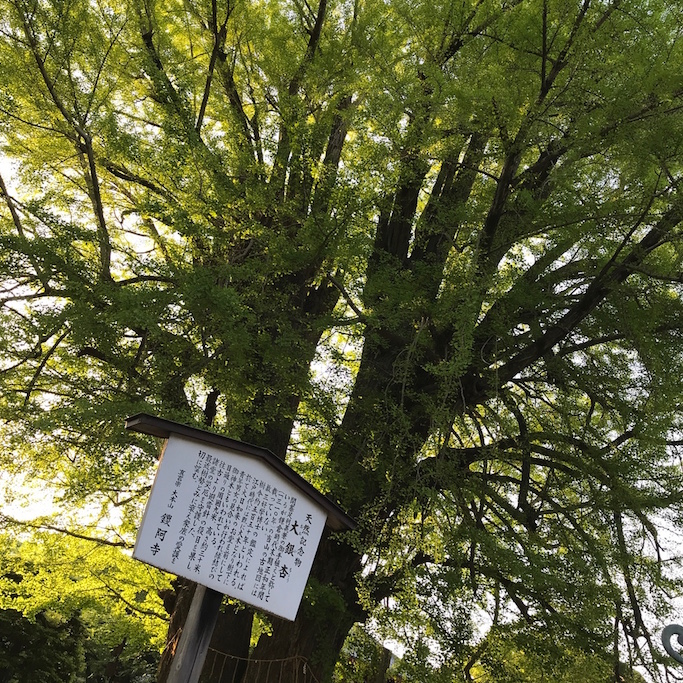 f:id:mtautumn:20180623124202j:plain f:id:mtautumn:20180623124202j:plain