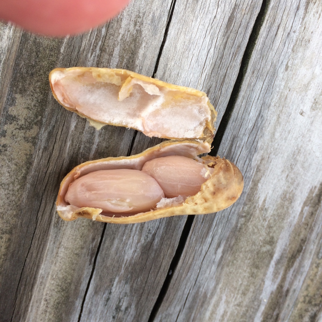 f:id:mtautumn:20180826160238j:plain