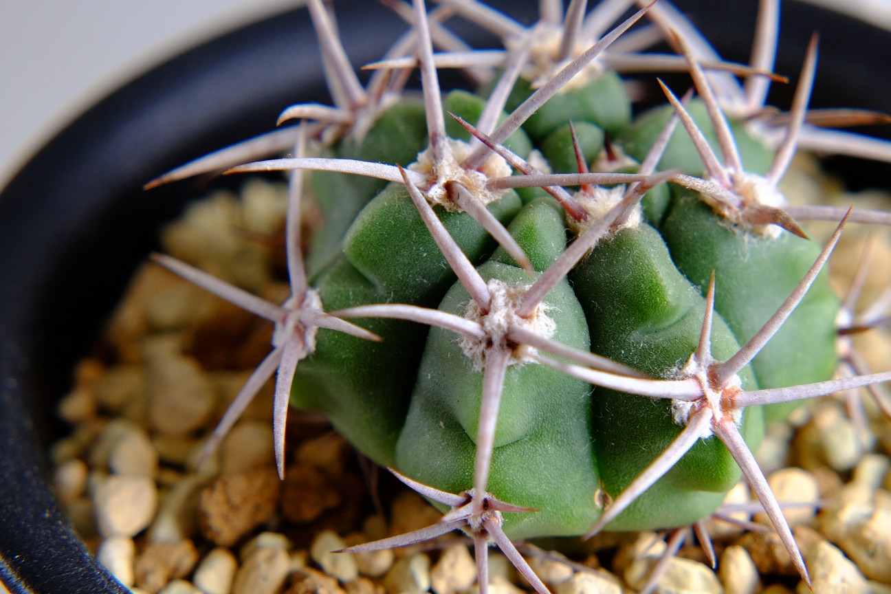 多肉植物 白刺がカッコいい ギムノカリキウム 紅蛇丸 さばいばりずむ
