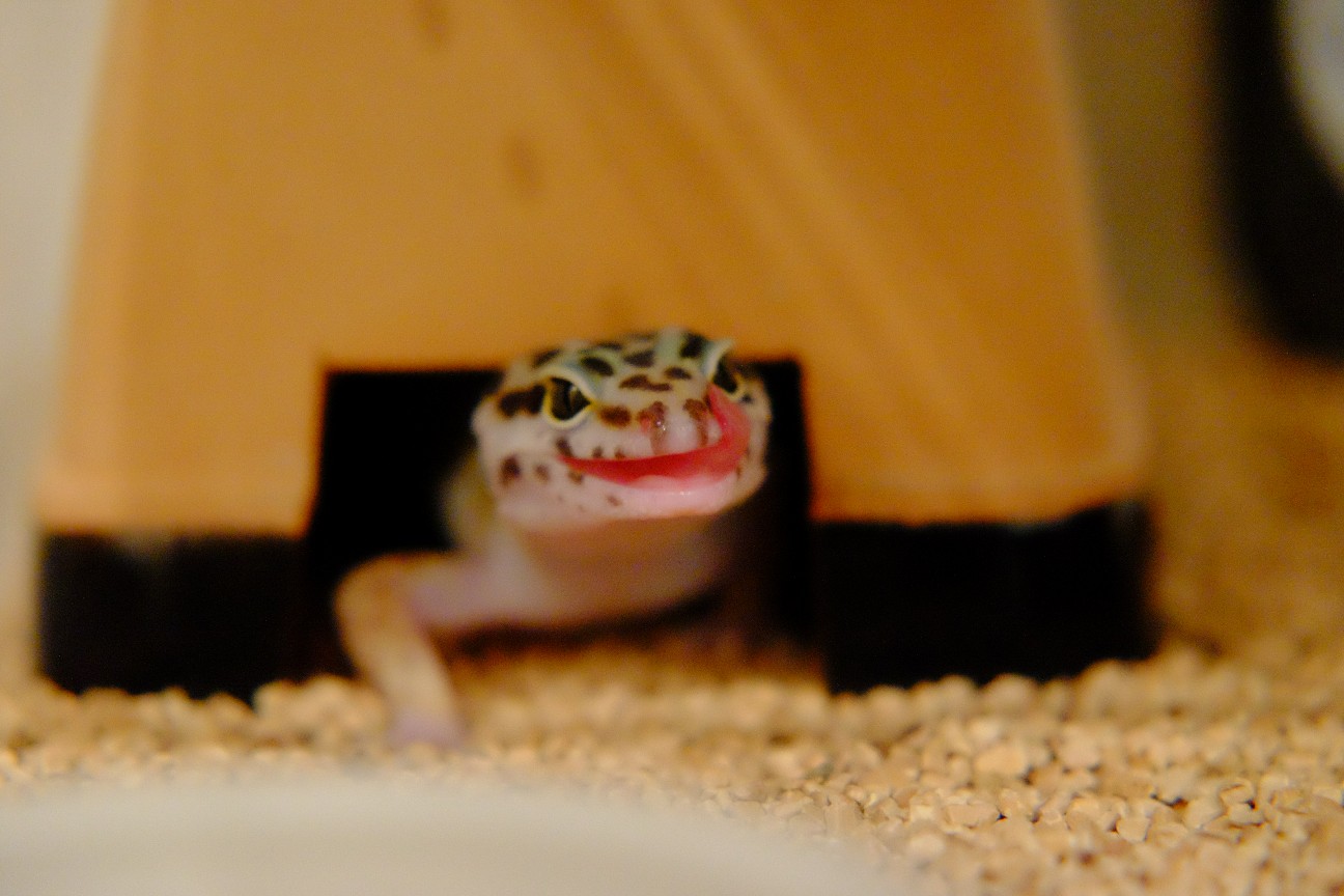 爬虫類 ヒョウモントカゲモドキをお迎えしました W さばいばりずむ