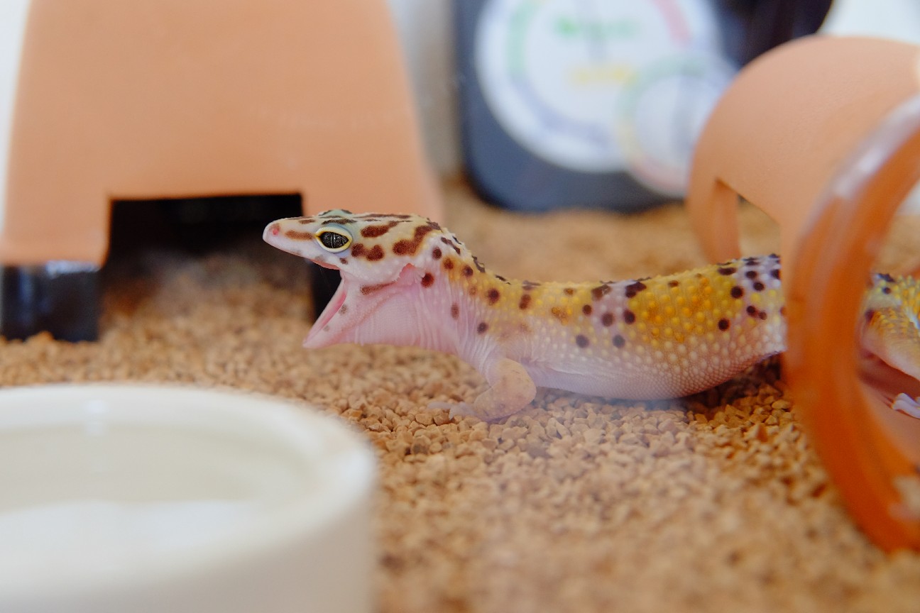 爬虫類 ヒョウモントカゲモドキをお迎えしました W さばいばりずむ