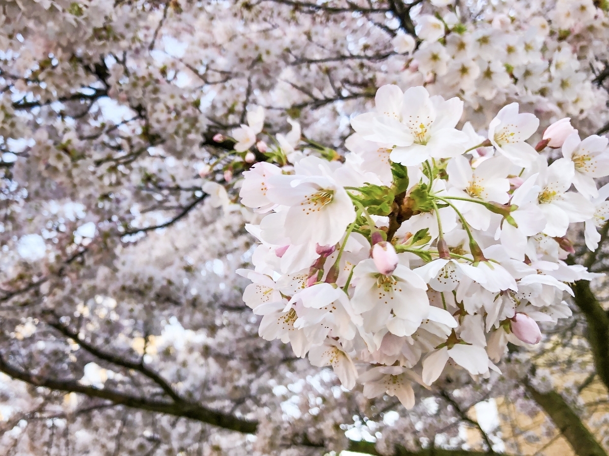 f:id:mtk_ililll:20190429051937j:plain
