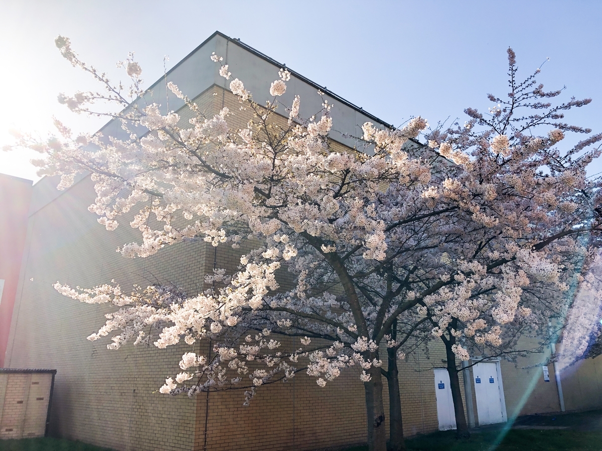 f:id:mtk_ililll:20190429052122j:plain
