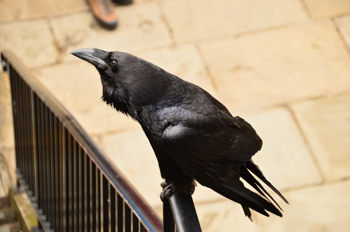 f:id:mtk_ililll:20190501000434j:plain