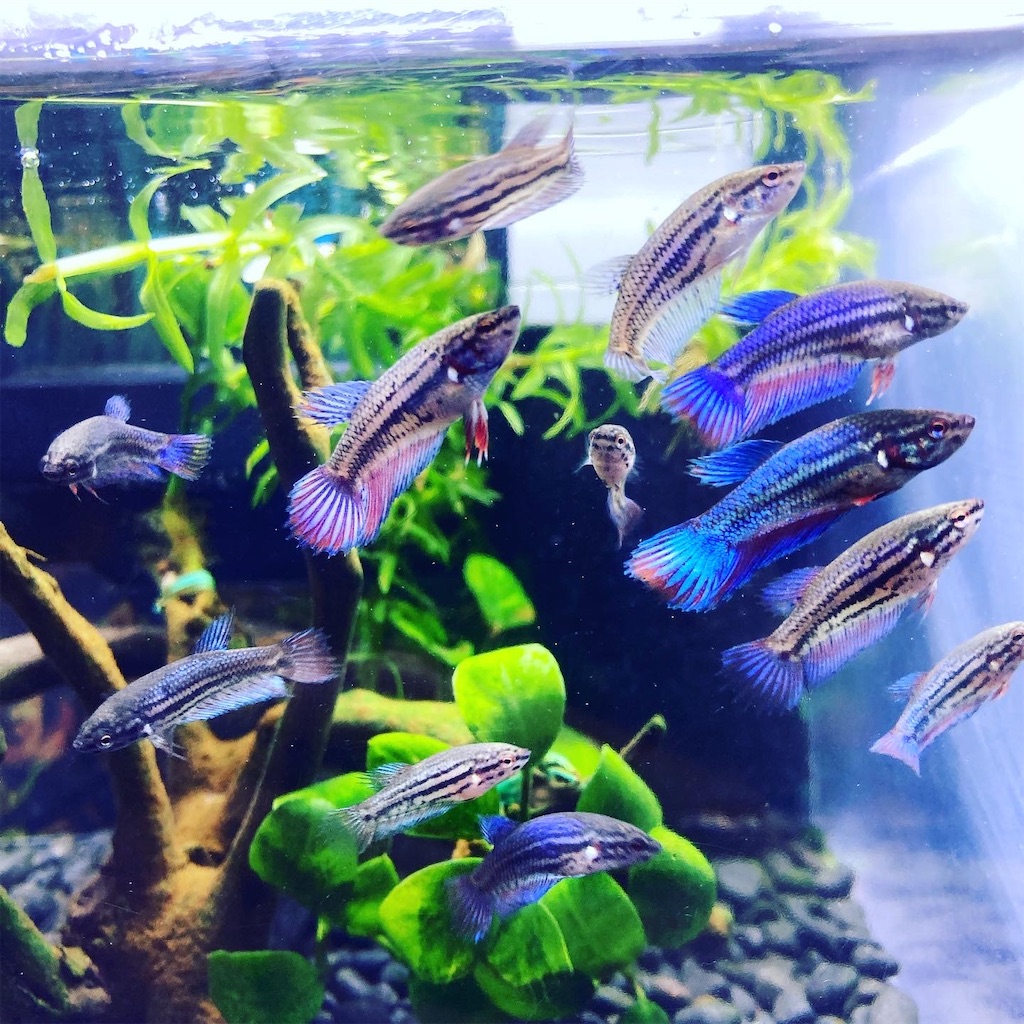 生まれて2ヶ月1日目 ベタ赤ちゃん 謹厳温厚でありたい