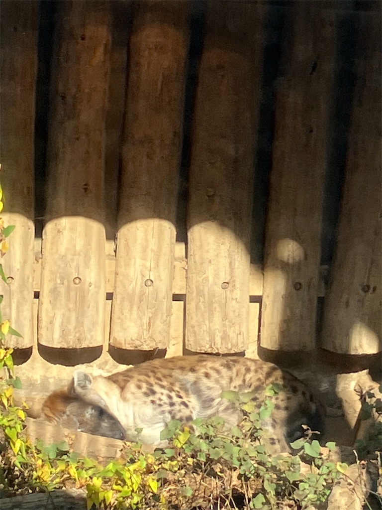 f:id:mtmund:20251118134055j:image