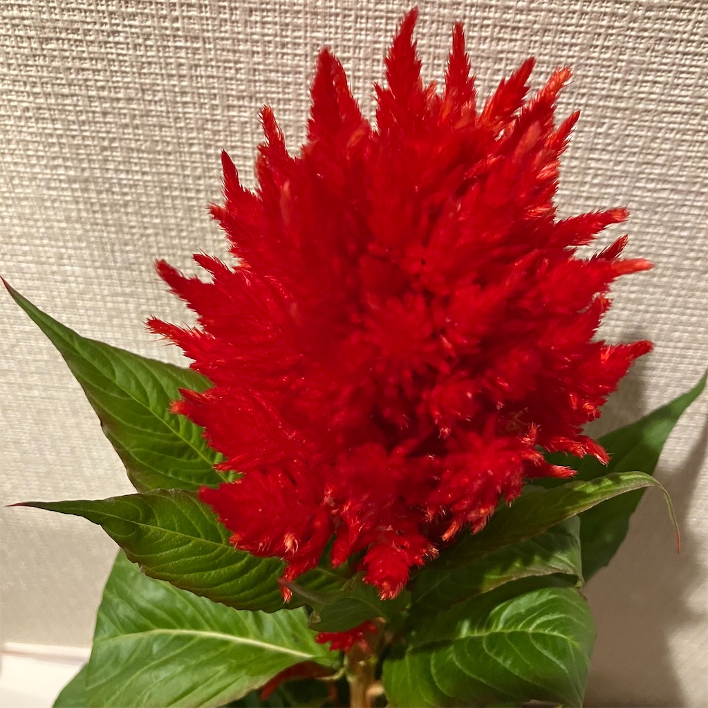 f:id:mtmund:20251119142025j:image
