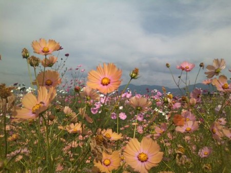 f:id:mtuechi:20101023120158j:image f:id:mtuechi:20101023120158j:image