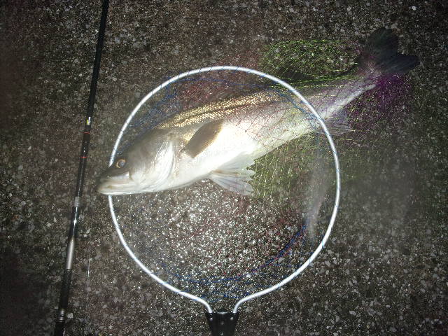 f:id:mtwildcross:20201105213622j:plain