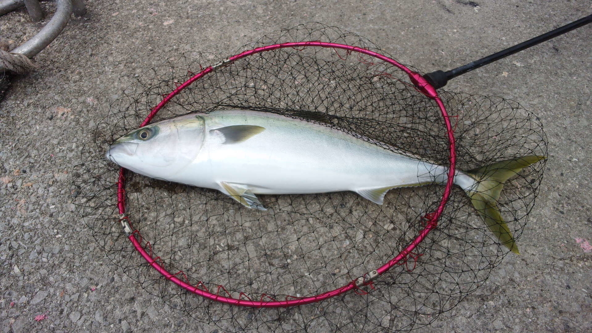 やっと青物の釣果 路傍の雑想