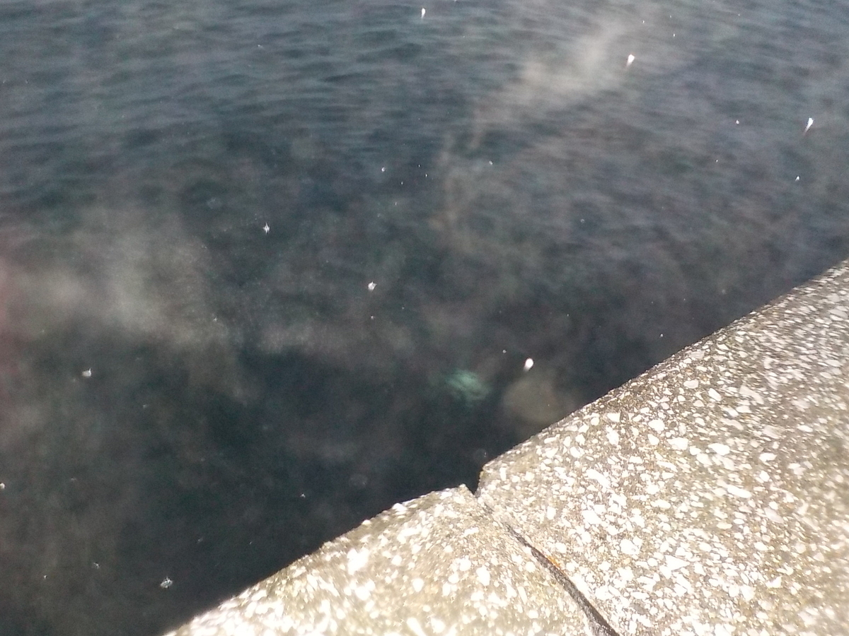 f:id:mtwildcross:20220318183703j:plain