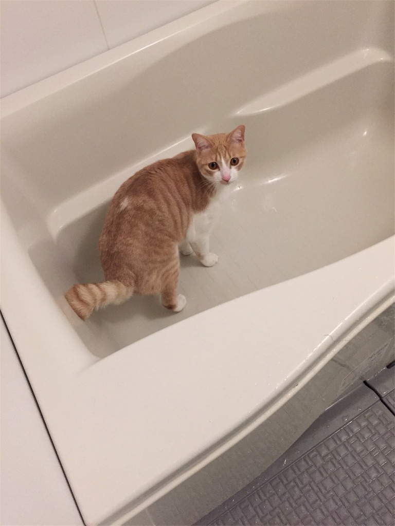 f:id:mu-channel:20170207002611j:image f:id:mu-channel:20170207002611j:image