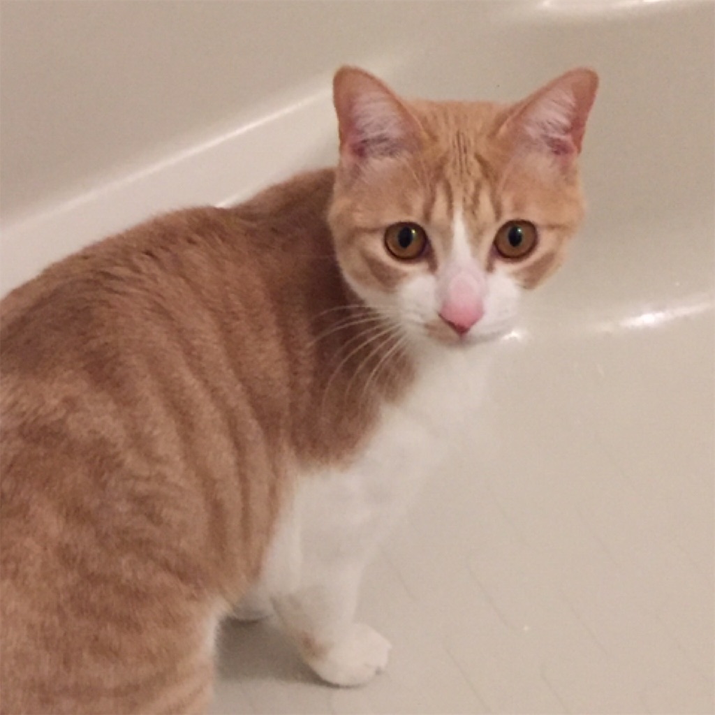 f:id:mu-channel:20170207002705j:image f:id:mu-channel:20170207002705j:image