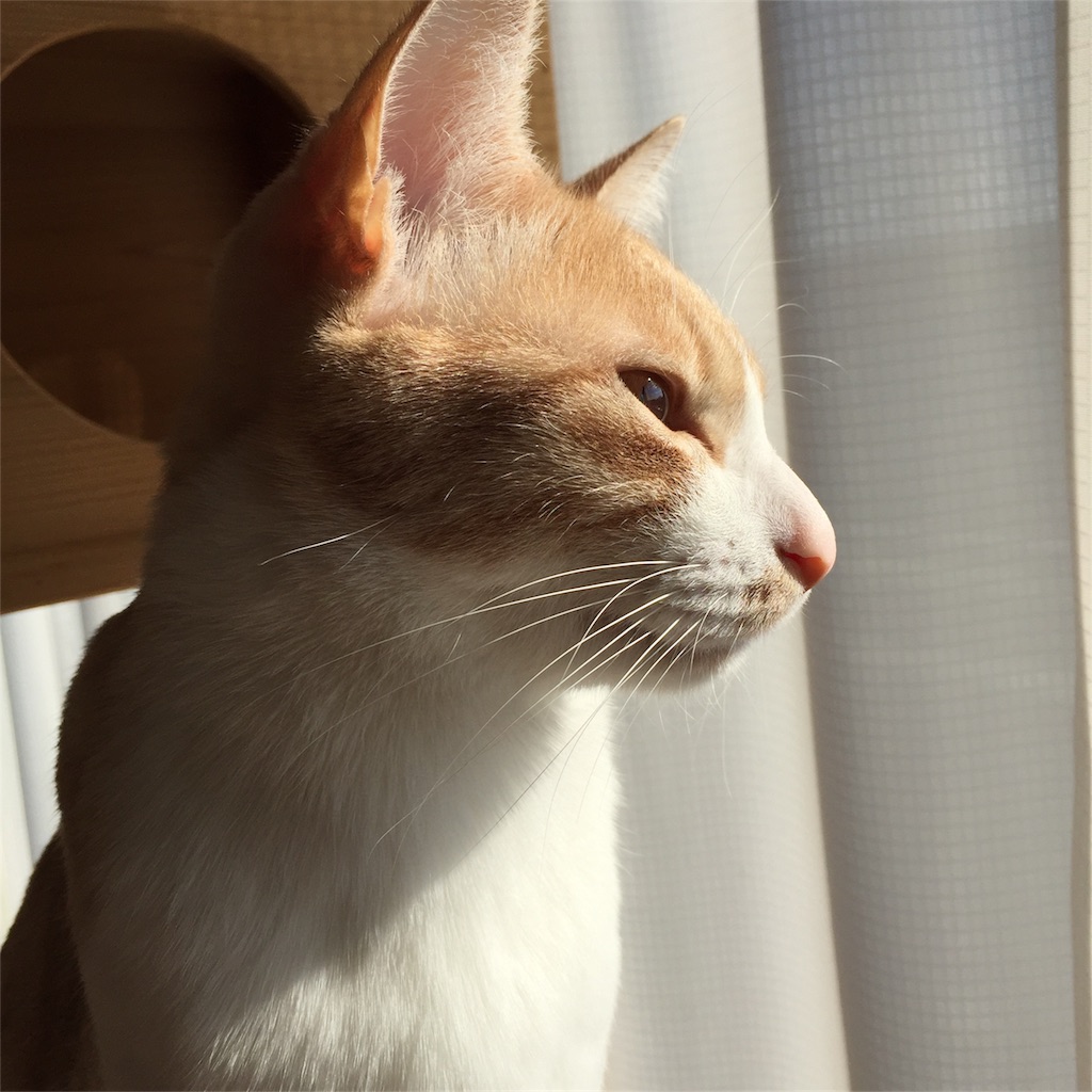 f:id:mu-channel:20170207003734j:image f:id:mu-channel:20170207003734j:image