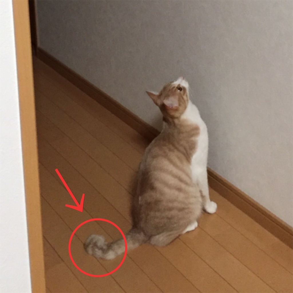 f:id:mu-channel:20170210214808j:image f:id:mu-channel:20170210214808j:image