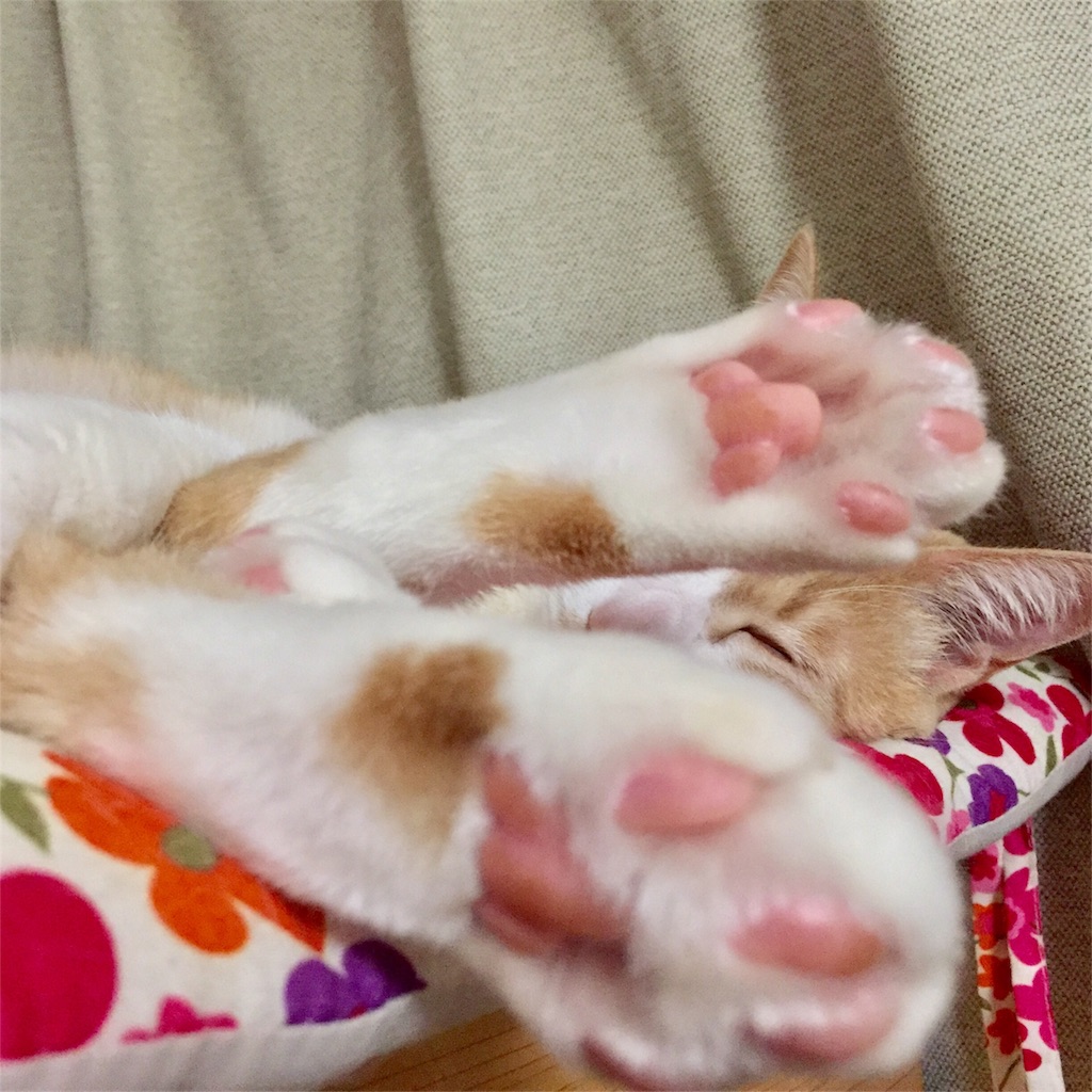 f:id:mu-channel:20170210221740j:image f:id:mu-channel:20170210221740j:image