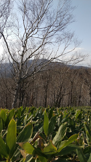 f:id:mu2ko:20201109081541j:plain