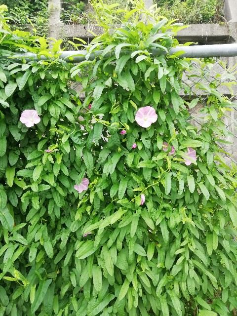 f:id:muabko:20190714194114j:plain f:id:muabko:20190714194114j:plain