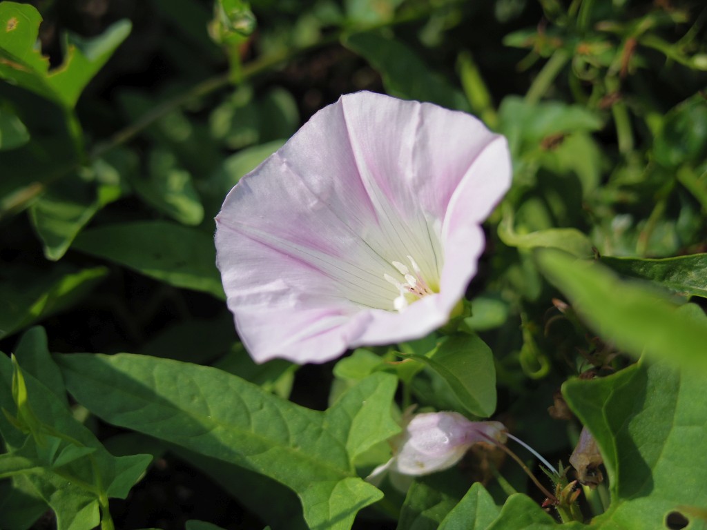 f:id:mubouan:20170610131509j:plain f:id:mubouan:20170610131509j:plain