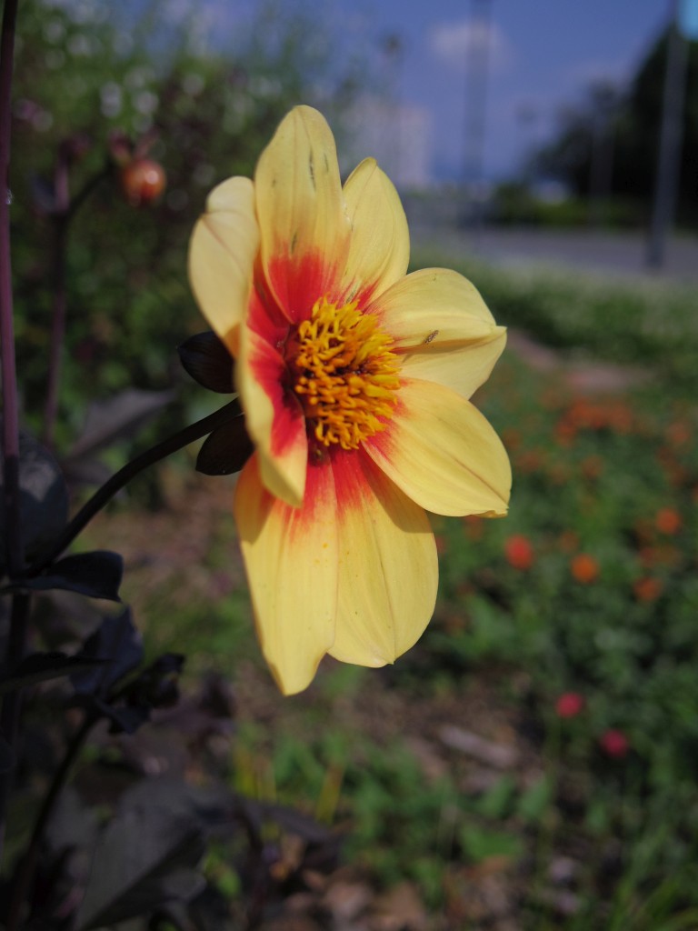 f:id:mubouan:20170610132349j:plain f:id:mubouan:20170610132349j:plain