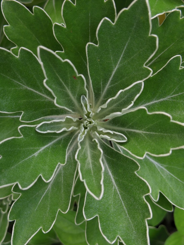 f:id:mubouan:20170610134507j:plain f:id:mubouan:20170610134507j:plain