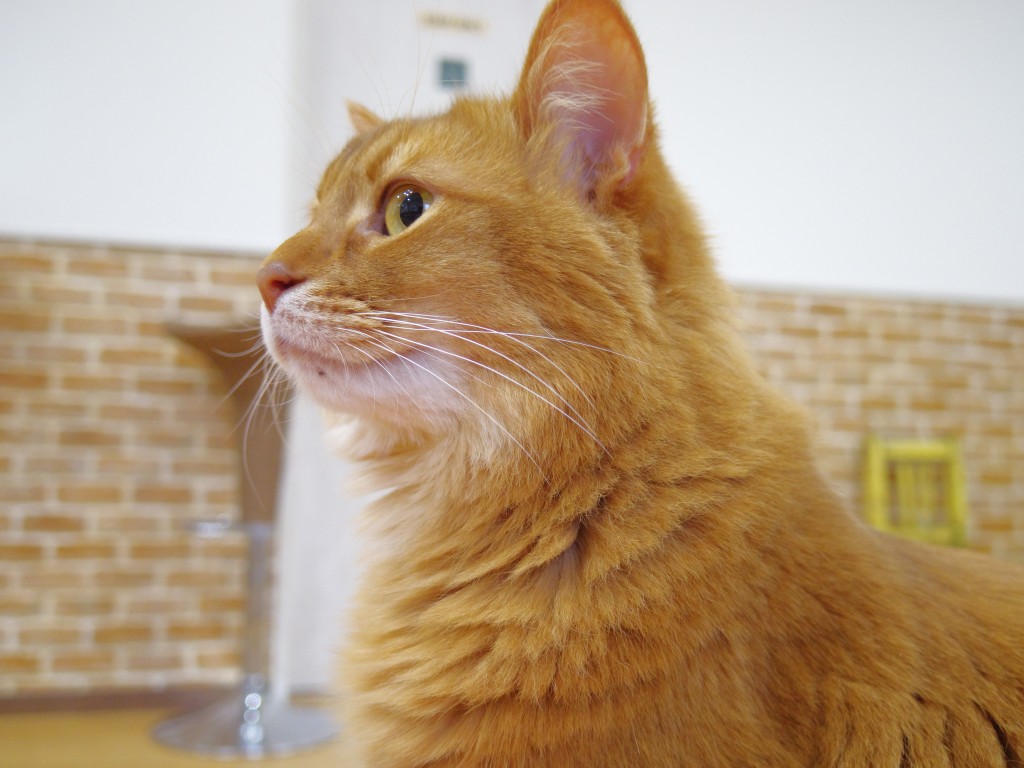 泉南市の猫カフェ 紅葉 訪問録 堺風の頭部