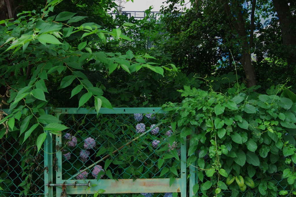 f:id:mubouan:20180612203115j:plain