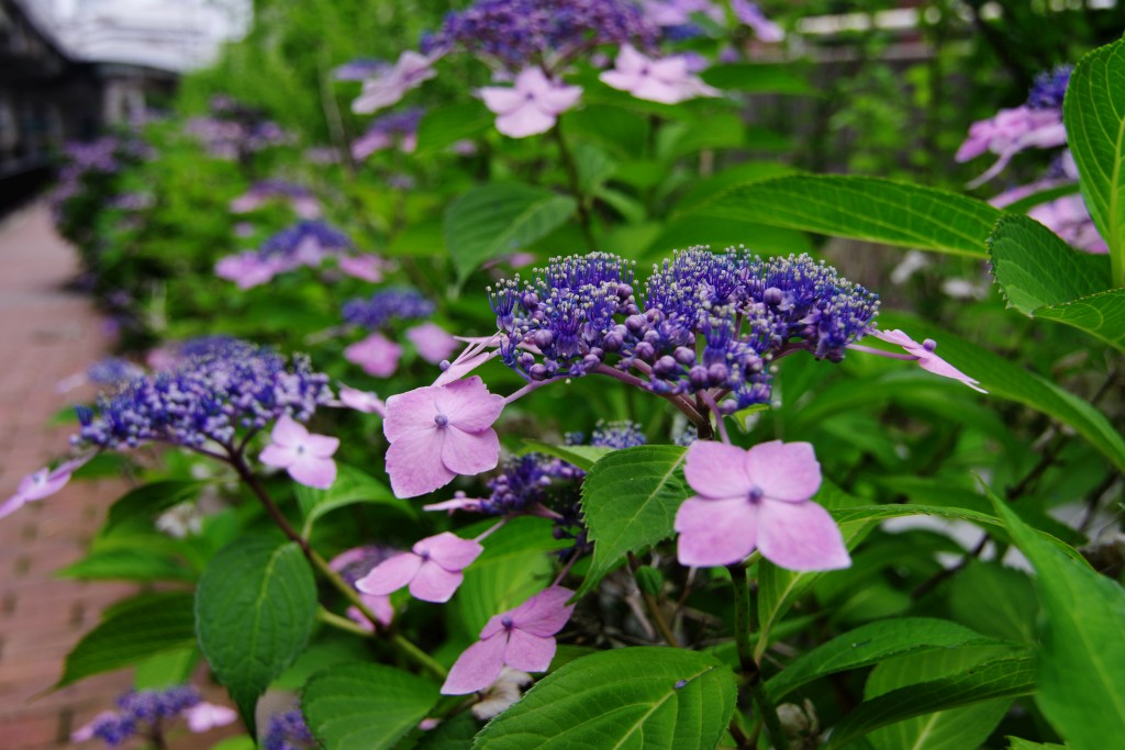 f:id:mubouan:20180612204101j:plain