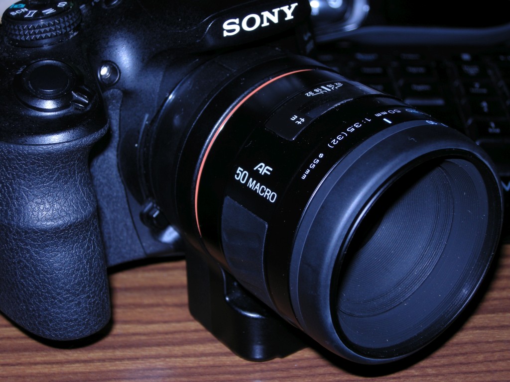 ミノルタAF50mmF3.5マクロ - 堺風の頭部