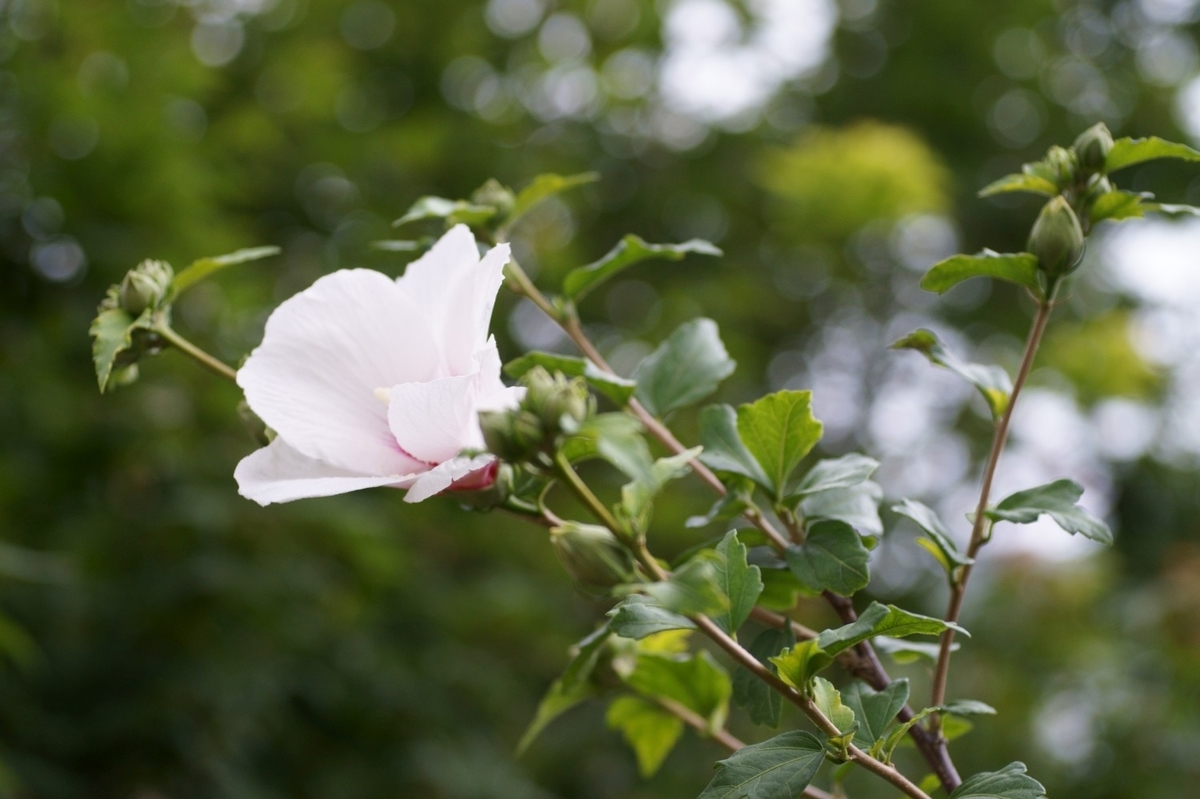 f:id:mubouan:20190622232534j:plain