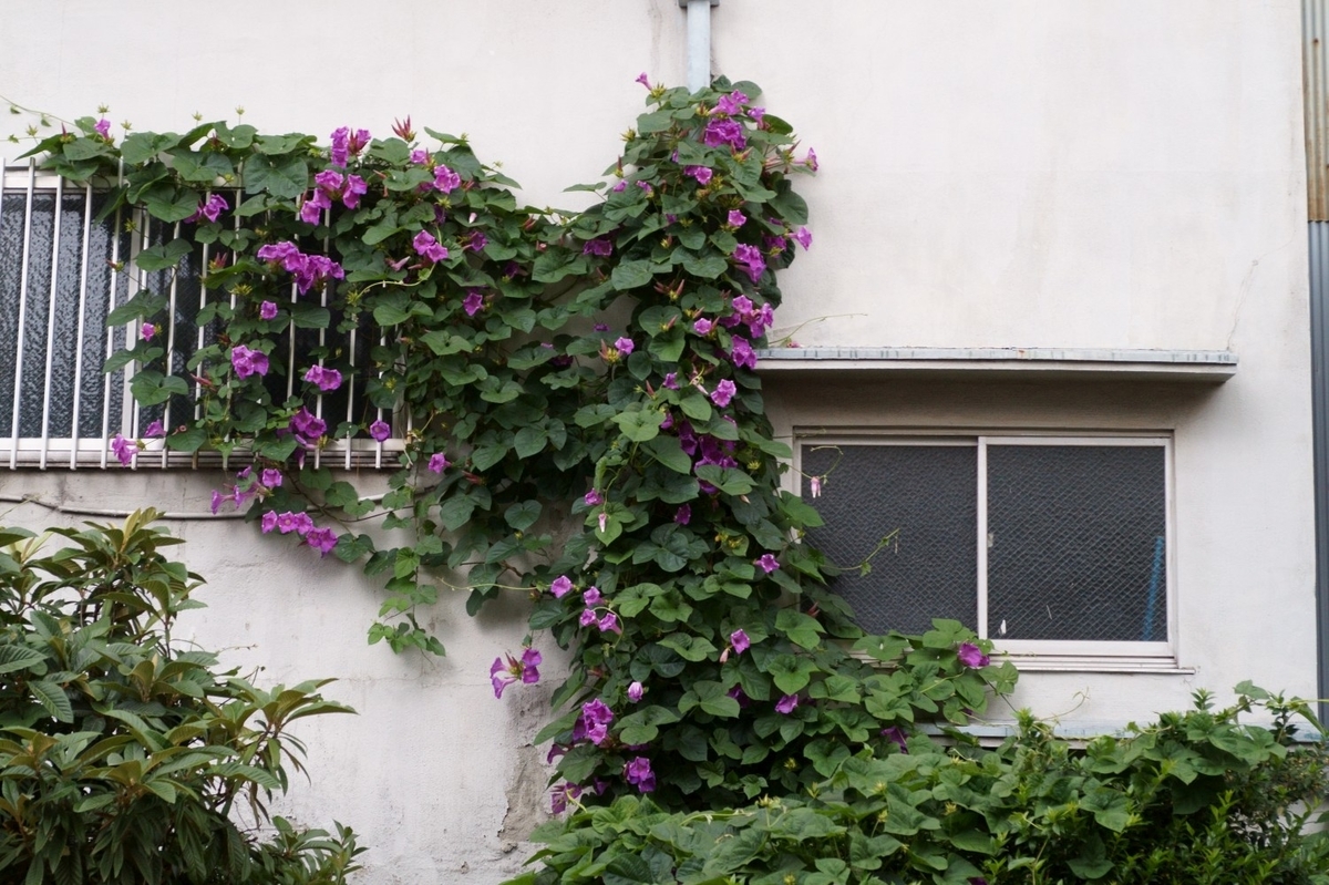 f:id:mubouan:20190622233155j:plain