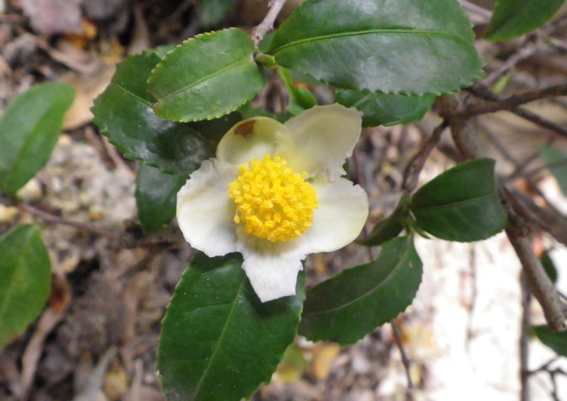 チューリップを植える時期 - チューリップを植える時期 - 北半球