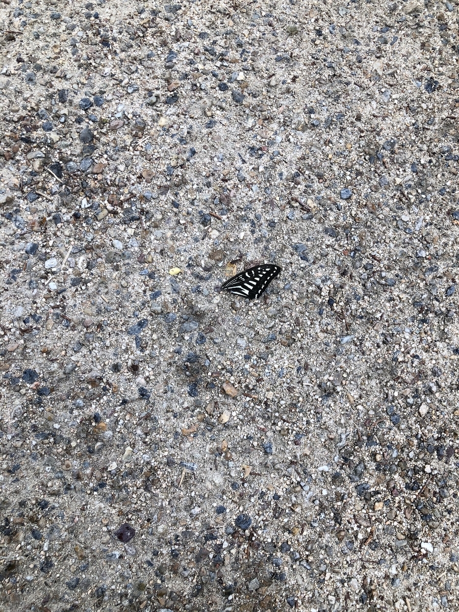 羽 - mucame_cobo’s blog