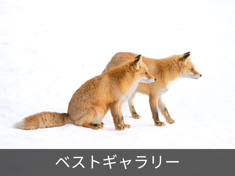ベストギャラリー