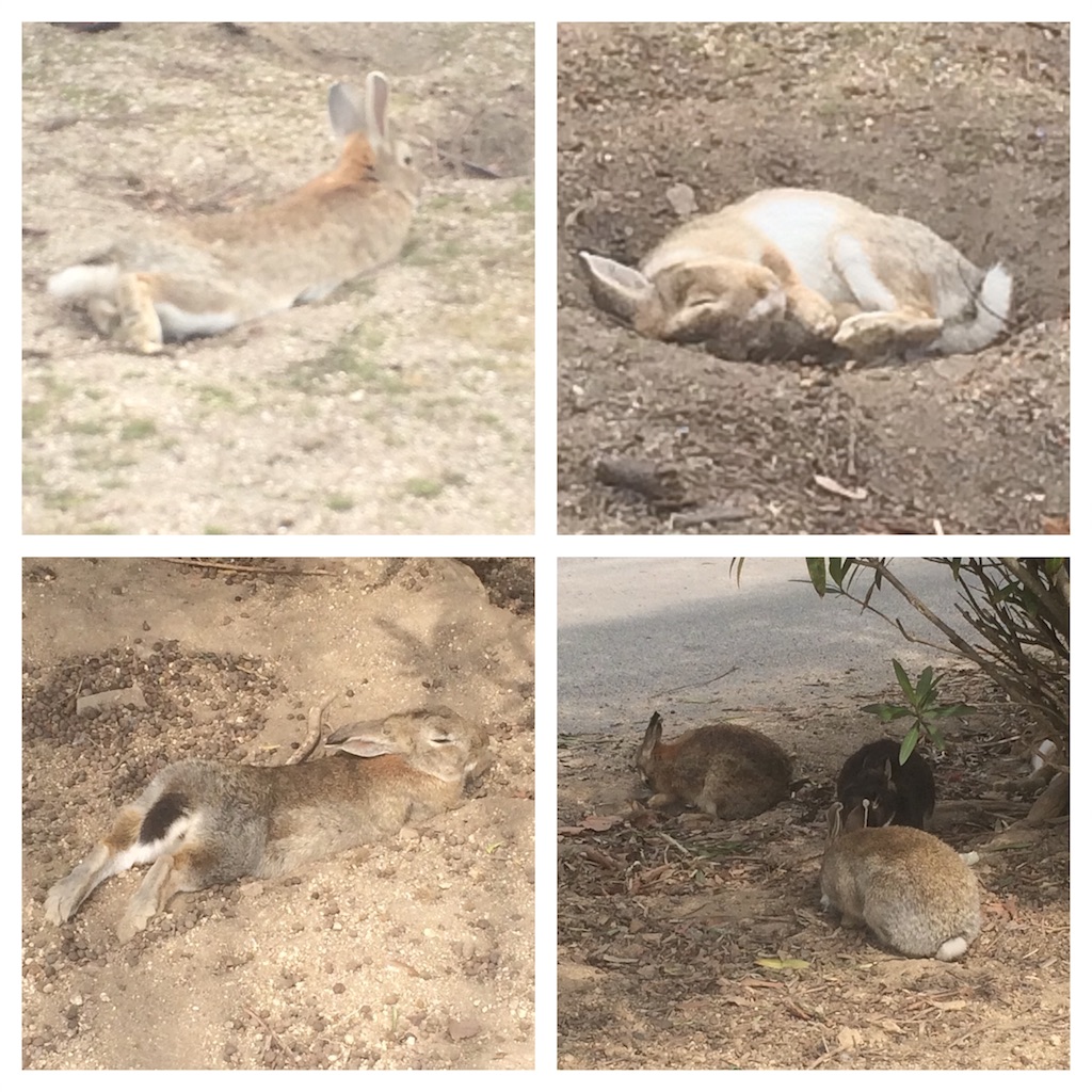 f:id:mucci:20170320112319j:image