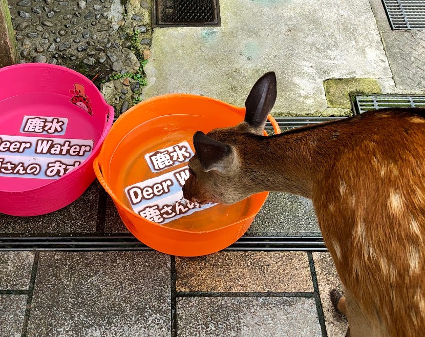 f:id:muchacafe:20190711210157j:plain f:id:muchacafe:20190711210157j:plain