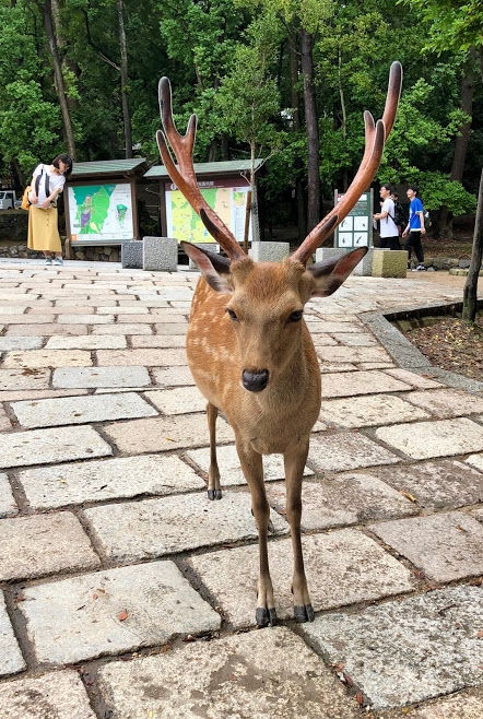 f:id:muchacafe:20190712095611j:plain f:id:muchacafe:20190712095611j:plain