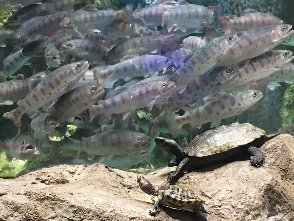 f:id:muchikin:20160815062249j:image