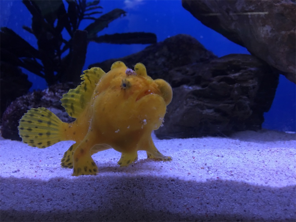 f:id:muchikin:20160815062342j:image